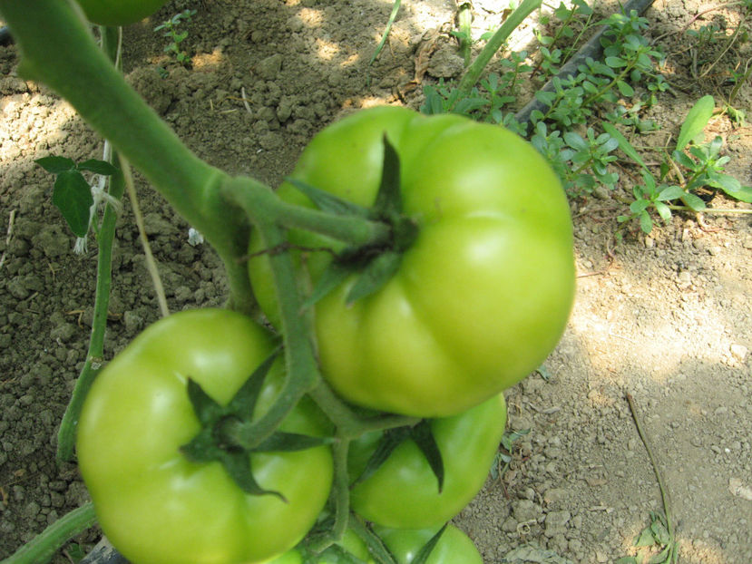  - imagini 27 iunie solar 3