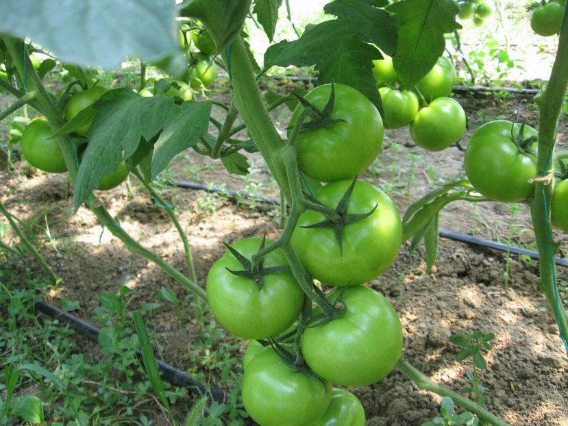  - imagini 27 iunie solar 3