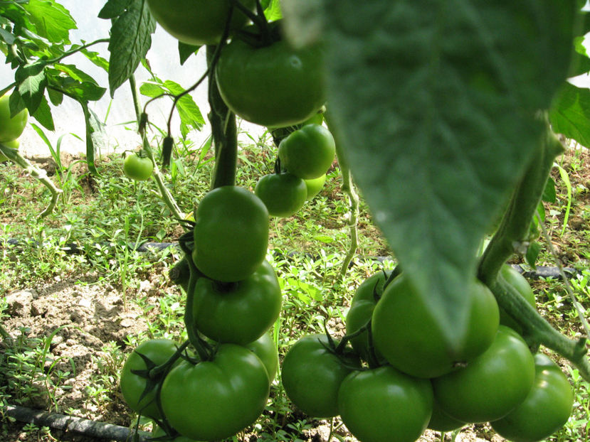  - imagini 27 iunie solar 3