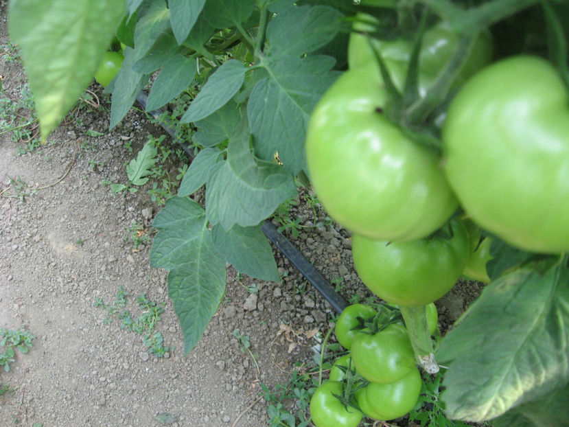  - imagini 27 iunie solar 3