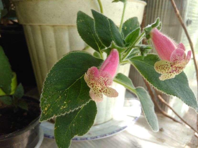 Vanilla Pudding - Achimenes and co