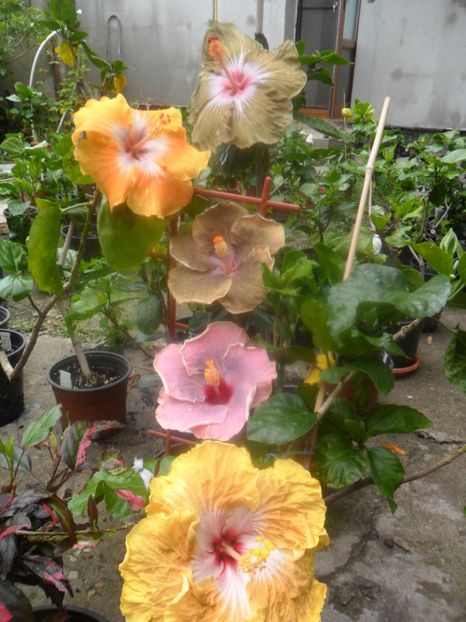  - hibiscusi 2017 3