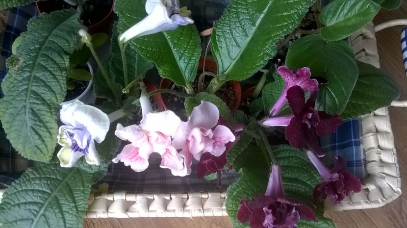  - streptocarpus