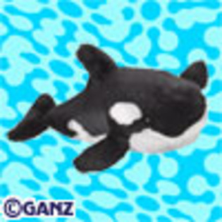 orca_whale