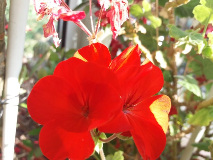  - Florile mele IUNIE 2017