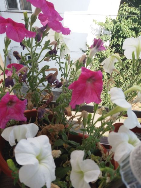  - Florile mele IUNIE 2017