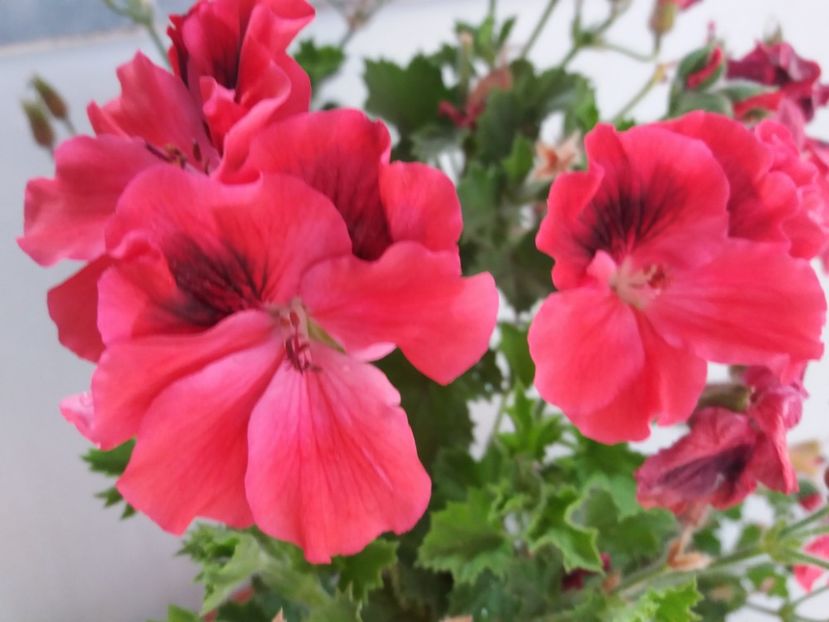  - Florile mele IUNIE 2017