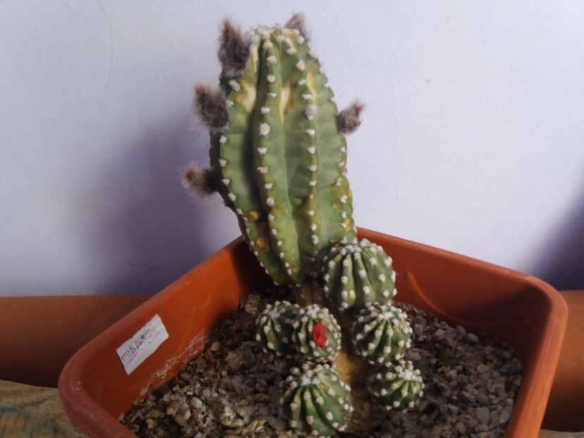  - Florile mele IUNIE 2017