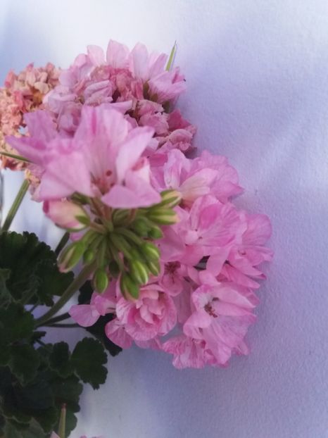  - Florile mele IUNIE 2017