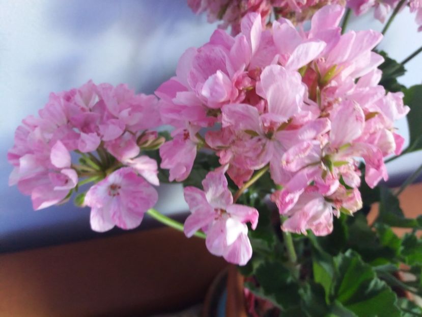  - Florile mele IUNIE 2017