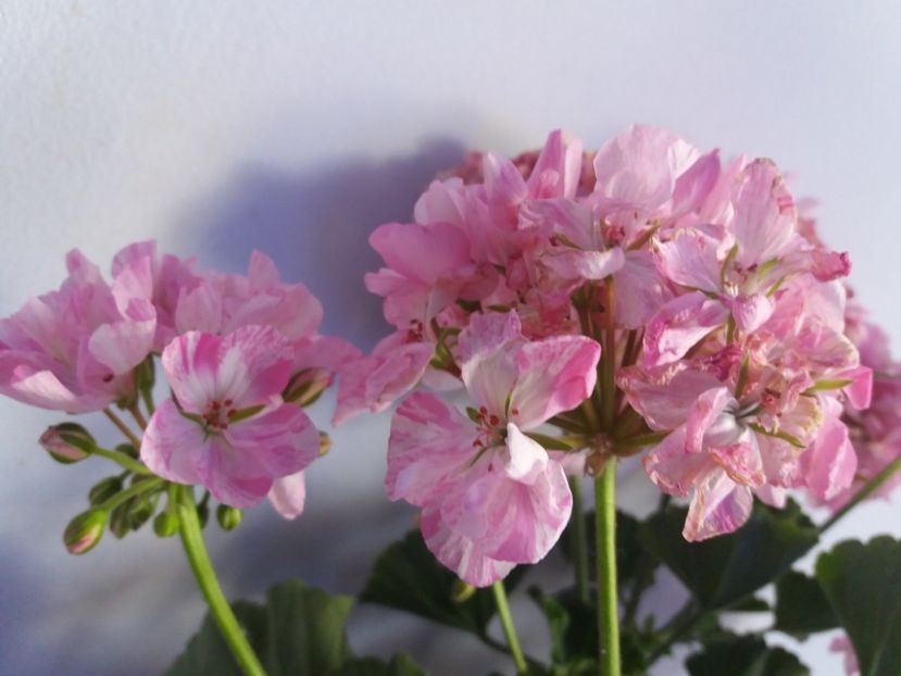  - Florile mele IUNIE 2017