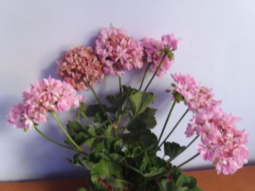  - Florile mele IUNIE 2017