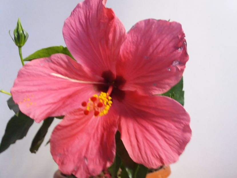  - Florile mele IUNIE 2017