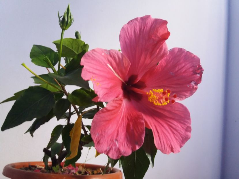  - Florile mele IUNIE 2017