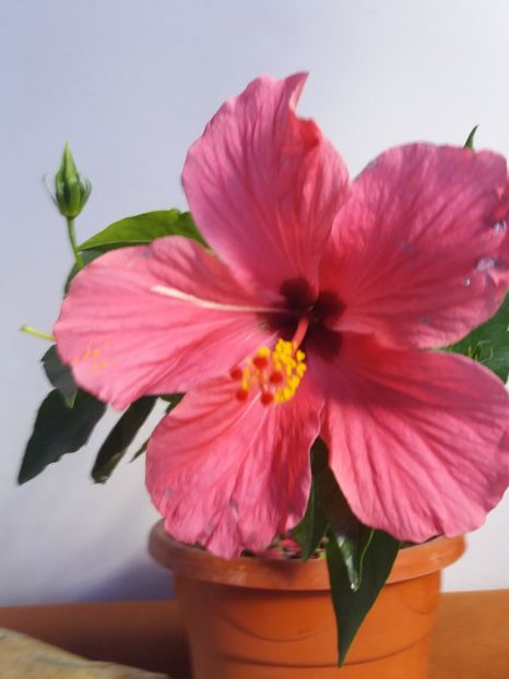  - Florile mele IUNIE 2017