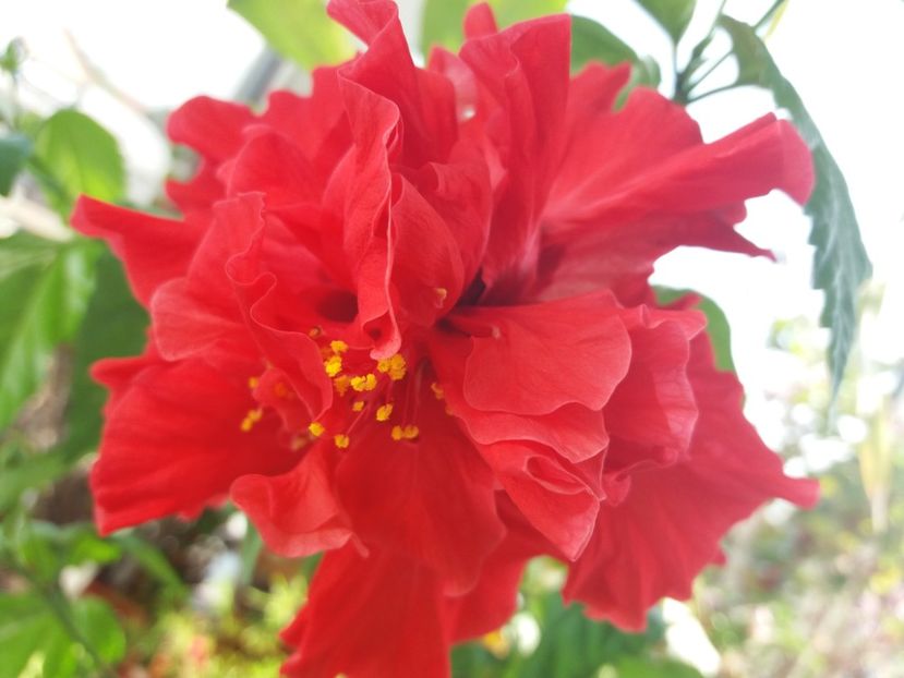  - Florile mele IUNIE 2017