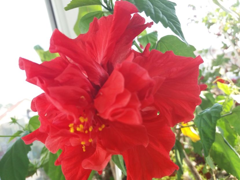  - Florile mele IUNIE 2017