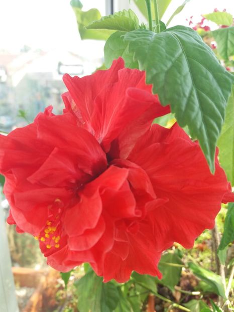  - Florile mele IUNIE 2017