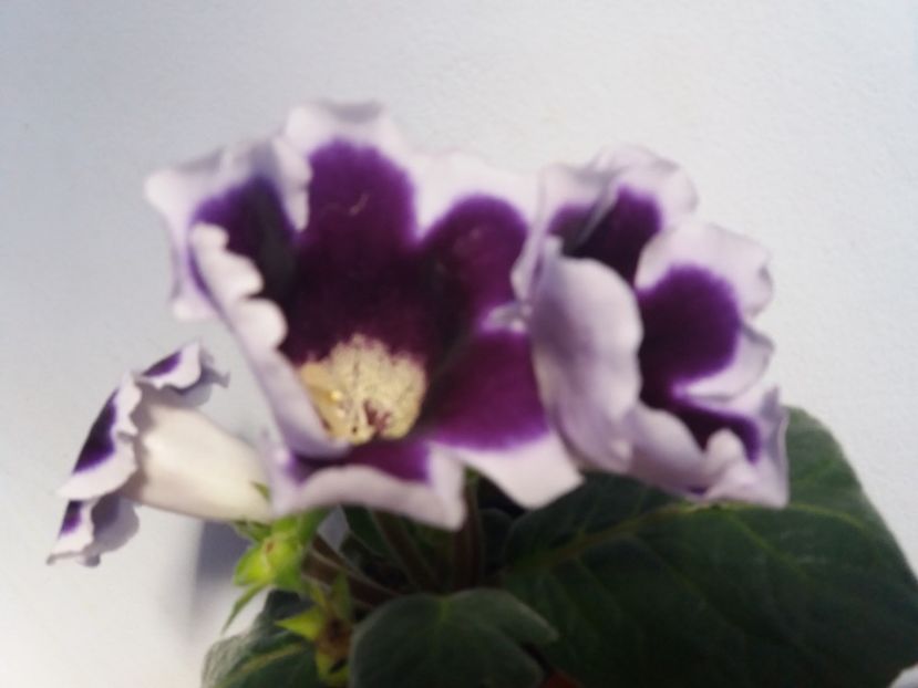  - Florile mele IUNIE 2017