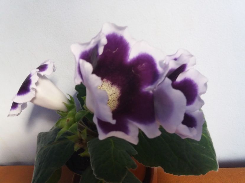  - Florile mele IUNIE 2017