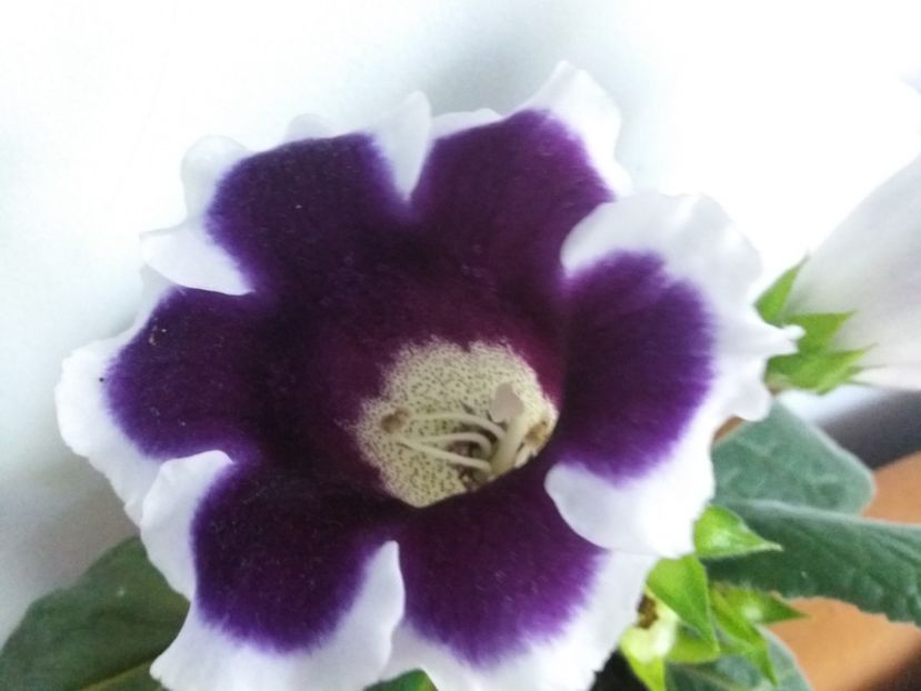  - Florile mele IUNIE 2017