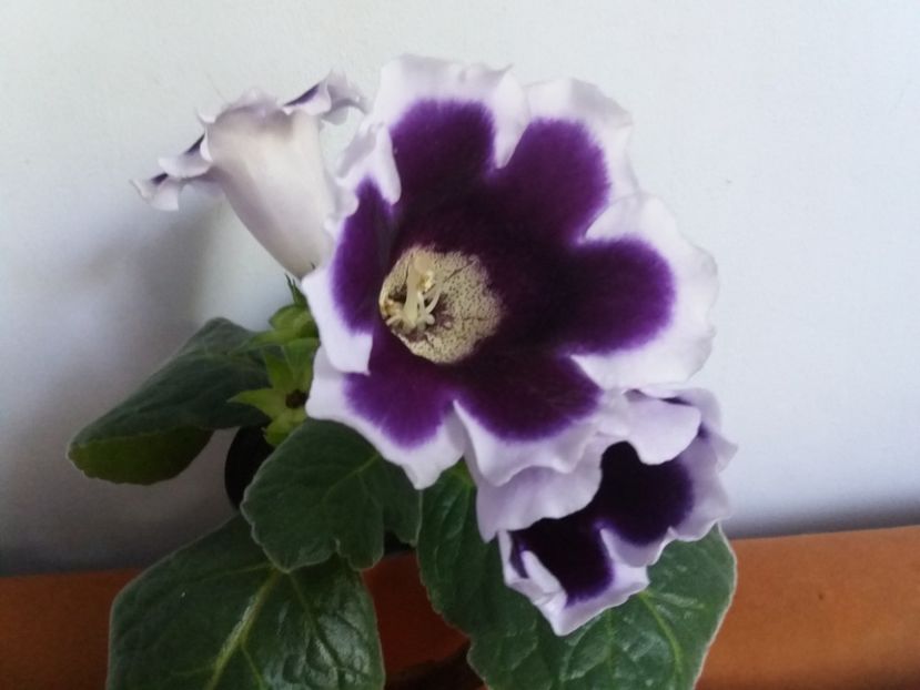  - Florile mele IUNIE 2017