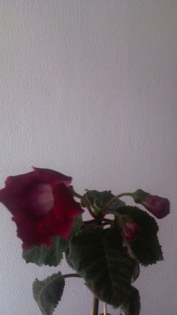 27.06.017 - 1GLOXINIA- 2017