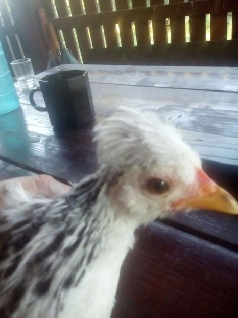 832254b8-4b9b-493c-ac86-d4f9533e7fc8 - Pitice