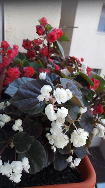 Begonia Semperflorens - FLORI -2017