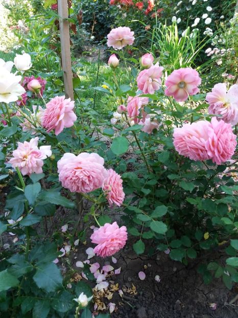  - Jubilee Celebration