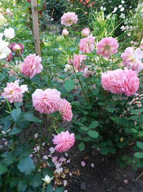  - Jubilee Celebration