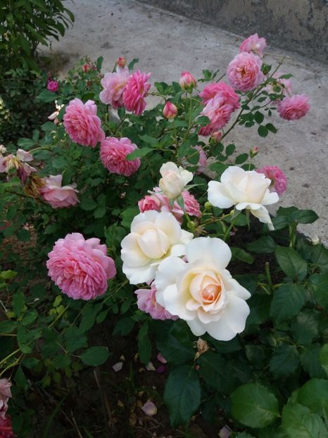  - Jubilee Celebration