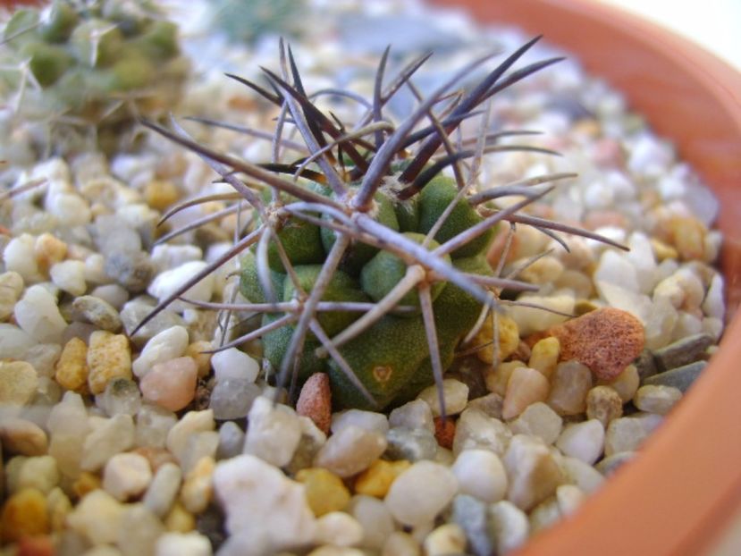 Copiapoa coquimbana v. wagenknechtii - Cactusi 2017 bis bis