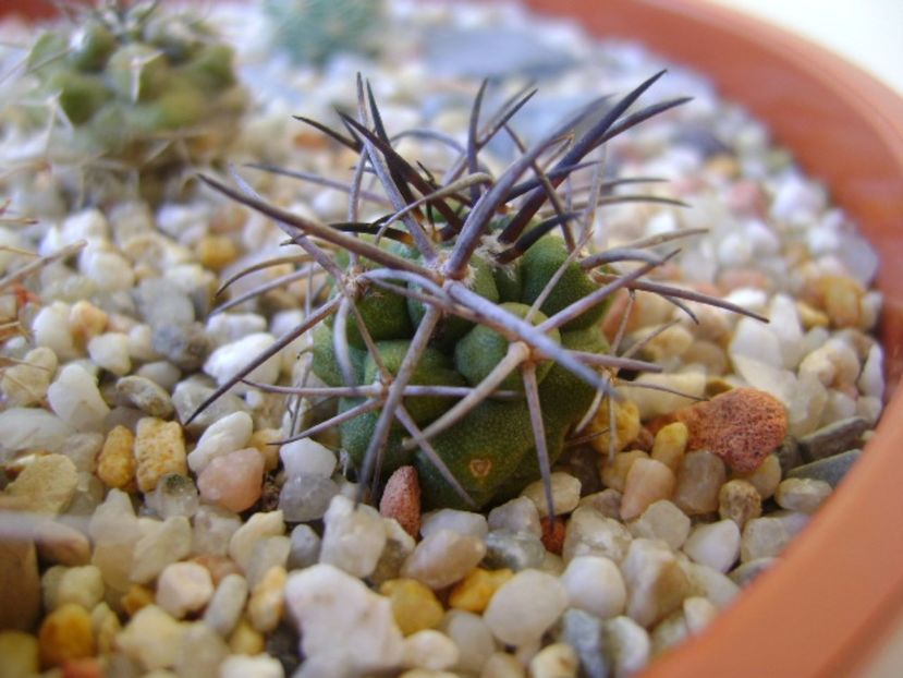 Copiapoa coquimbana v. wagenknechtii - Cactusi 2017 bis bis