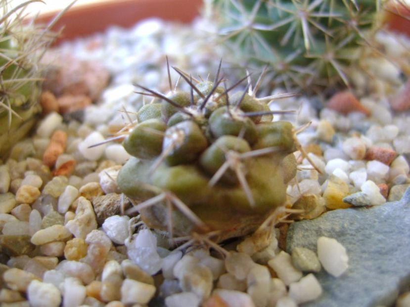 Copiapoa coquimbana v. fiedleriana - Cactusi 2017 bis bis