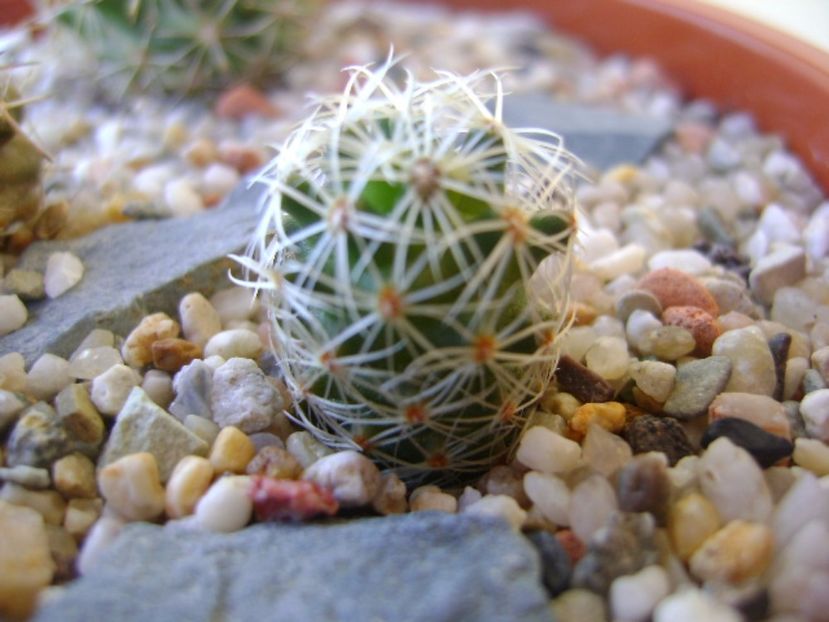 Mammillaria napina - Cactusi 2017 bis bis