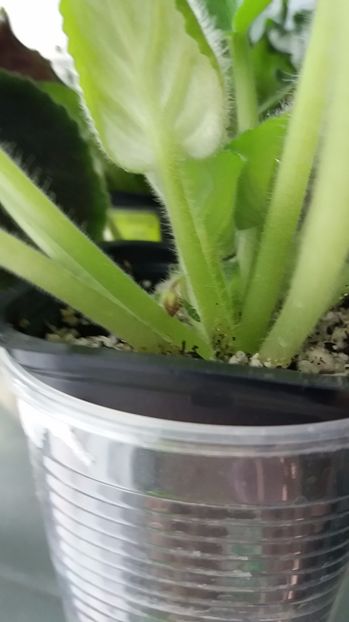 27 iunie - ZZ RS Utonchennyi Vkus -RS Refined Taste