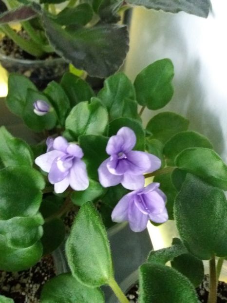 26 iunie - Rob s Humpty Doo Sport