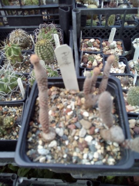 puna - Cactusi noi in colectia mea
