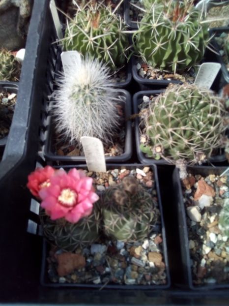  - FLORI DE CACTUSI