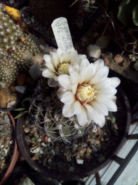  - FLORI DE CACTUSI