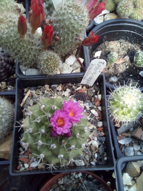  - FLORI DE CACTUSI