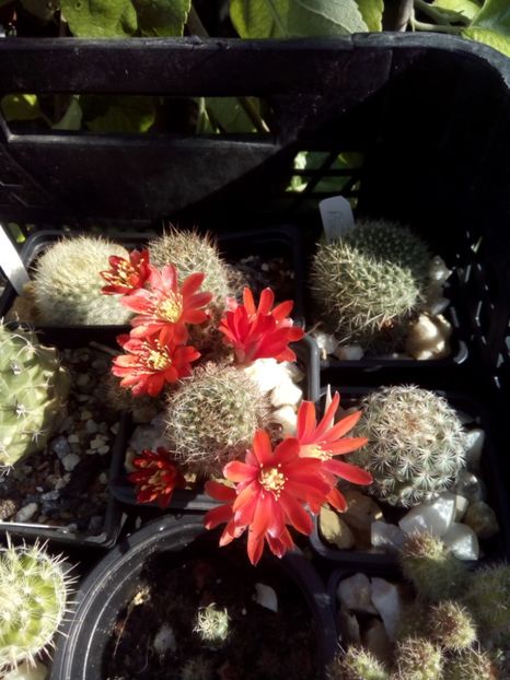  - FLORI DE CACTUSI