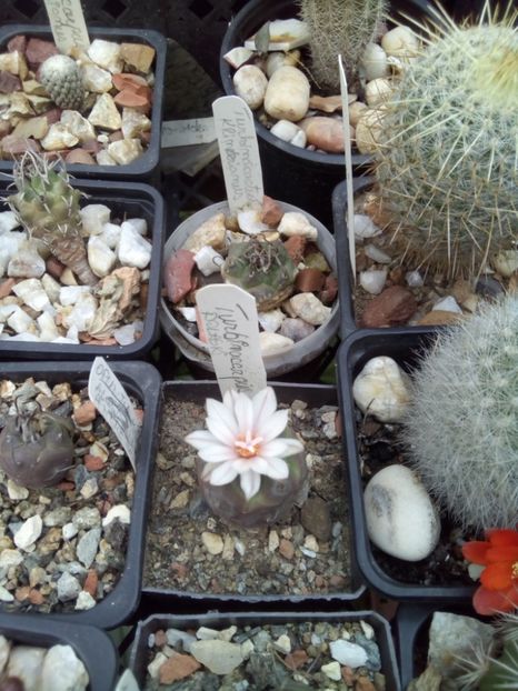  - FLORI DE CACTUSI
