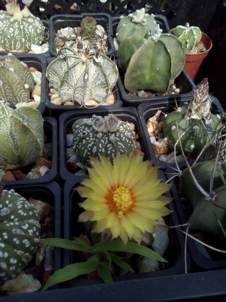  - FLORI DE CACTUSI