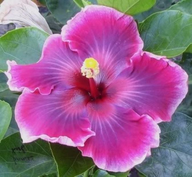 Hibiscus - Purple Magic - seminte - 3,50 RON - HIBISCUS-seminte