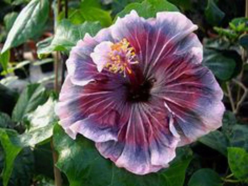 Hibiscus - Galactic-3,50 RON - HIBISCUS-seminte