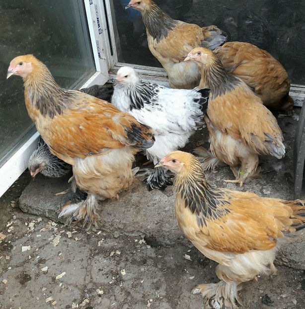 seria 3 - a__Pui si tineret brahma 2017