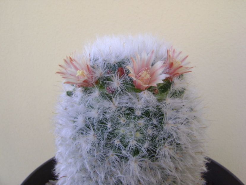 Mammillaria bocasana v. multilanata - Cactusi 2017 bis bis