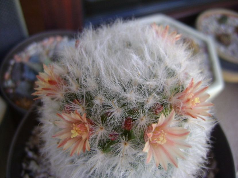 Mammillaria bocasana v. multilanata - Cactusi 2017 bis bis